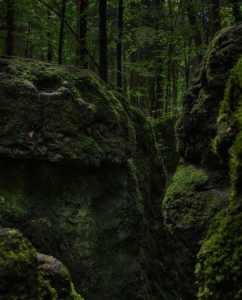 Enchanted Forests